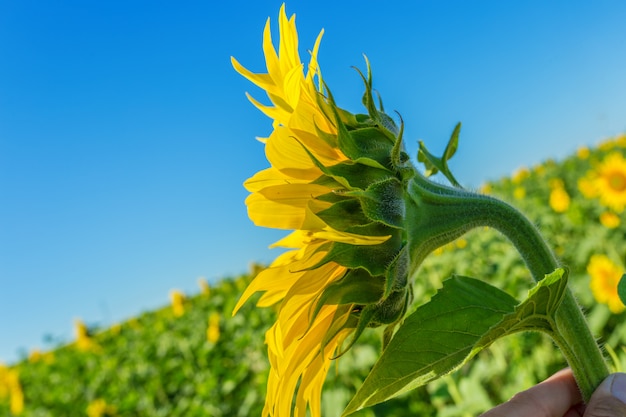 Yellow field of sunflowers