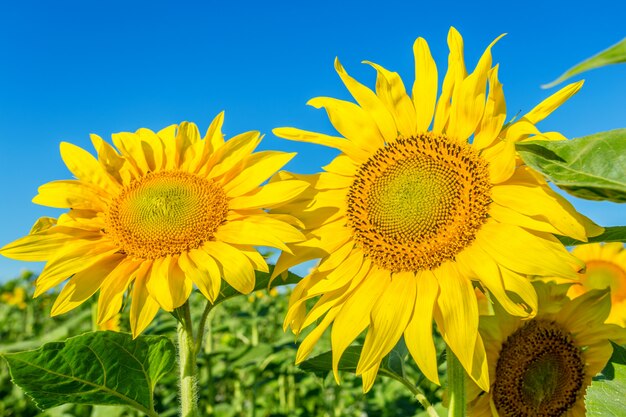 Yellow field of sunflowers