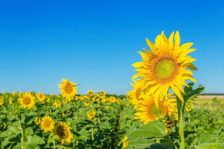 해바라기의 옐로우 필드