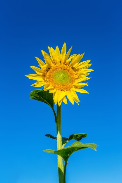 Yellow field of sunflowers