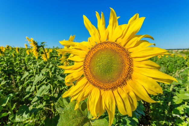 Yellow field of sunflowers