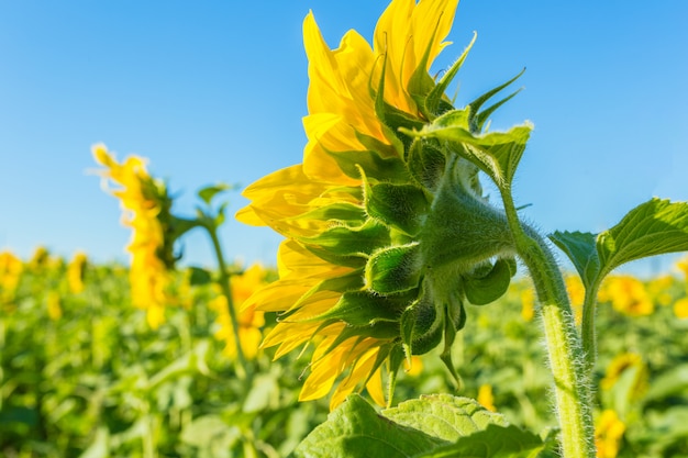 Yellow field of sunflowers