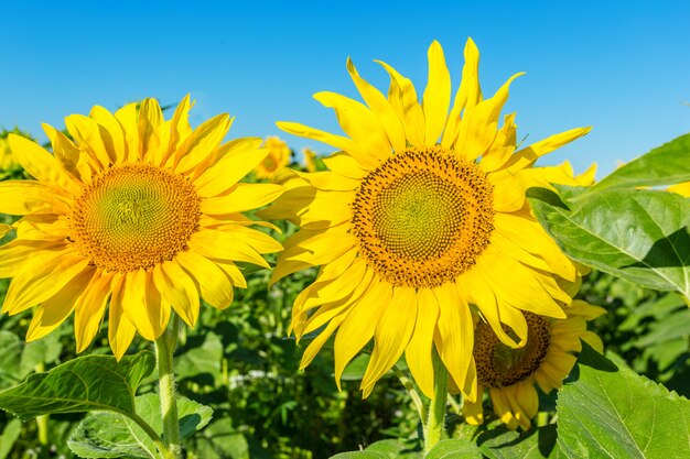 Yellow field of sunflowers