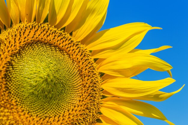 Yellow field of sunflowers