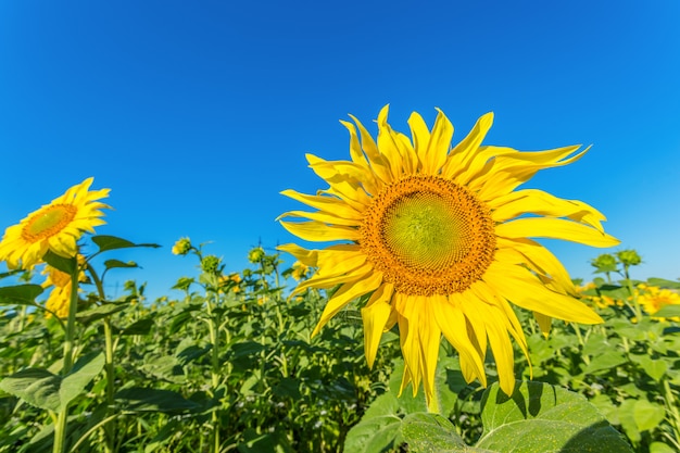 Yellow field of sunflowers