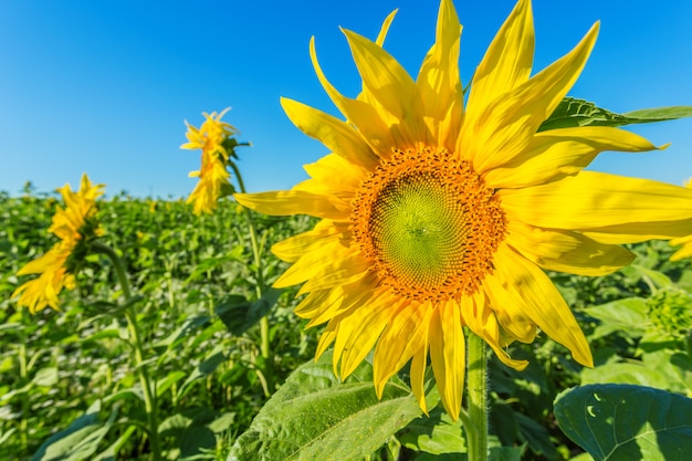 Yellow field of sunflowers