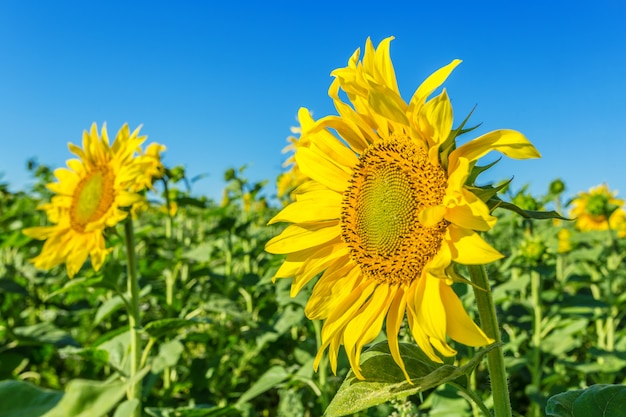 Yellow field of sunflowers