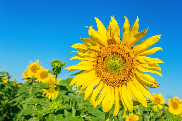 Yellow field of sunflowers