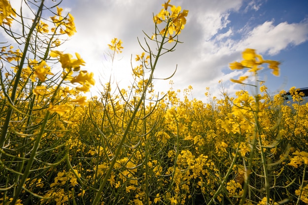 Yellow field at sunset