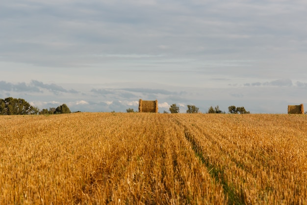 Yellow field with haystacks after the harvest