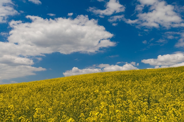 Yellow field with rapeseed and blue sky and clouds