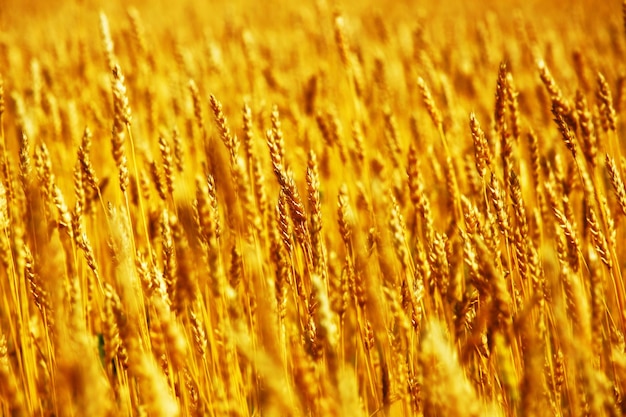 Foto campo giallo con spighe di grano in una soleggiata giornata estiva terreno agricolo di un agricoltore