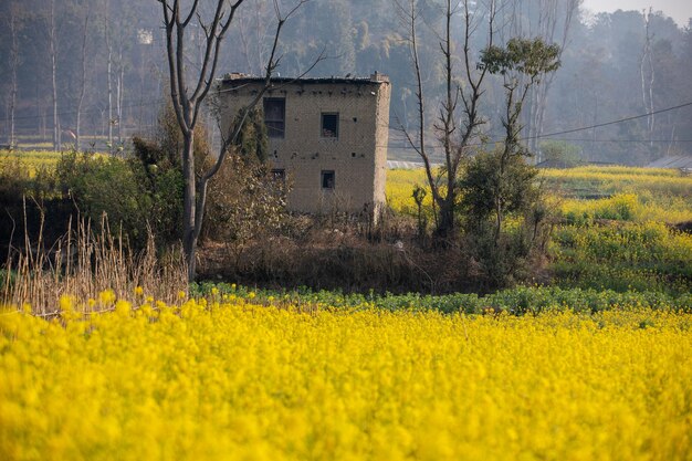 Yellow field