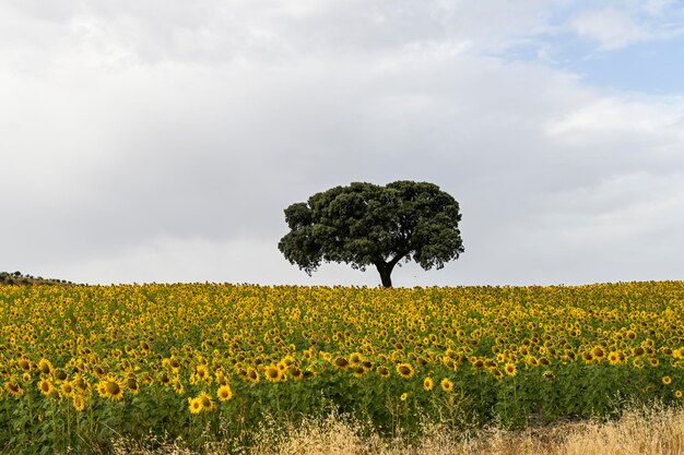 青い曇り空と黄色のひまわり畑