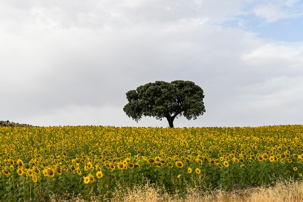 Yellow fields of sunflowers with a blue cloudy sky