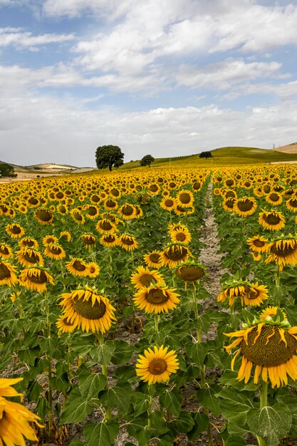 Yellow fields of sunflowers with a blue cloudy sky