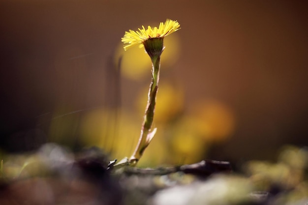 黄色の最初の春の花