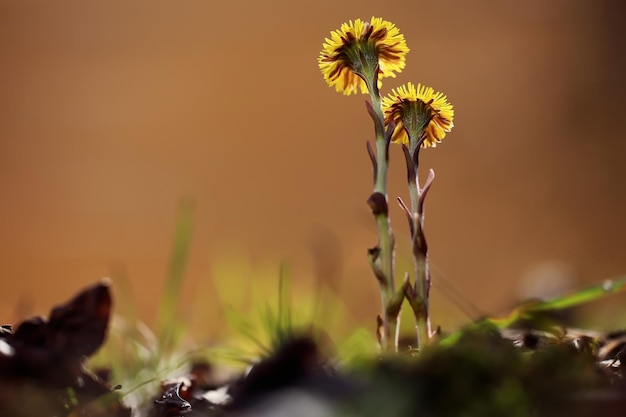 yellow first spring flowers