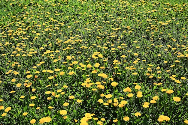 黄色の最初の春の花