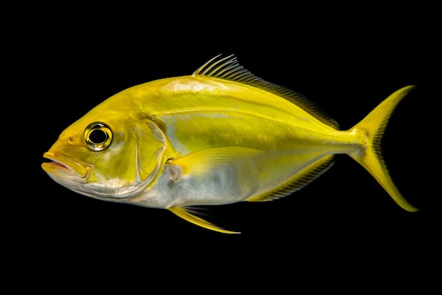 Yellow fish isolated on a black background Generative AI