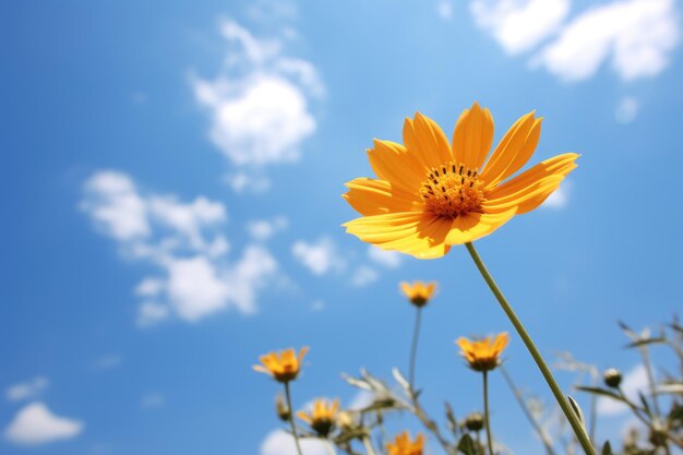 青い天蓋の下に輝く黄色の花