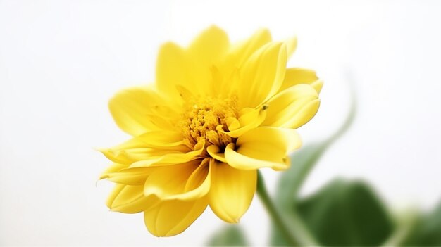 A yellow flower against a white background