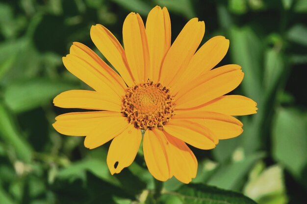 Yellow flower on the background of green grass