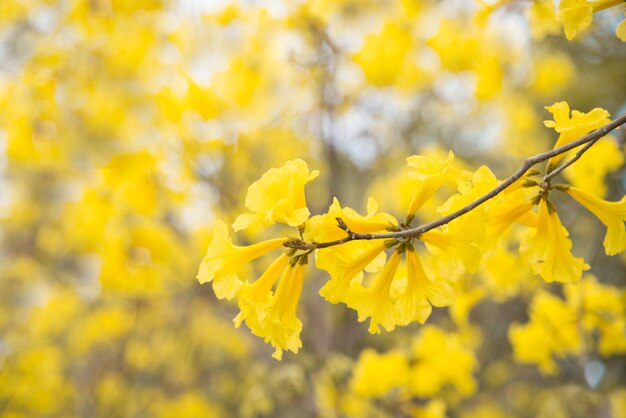 노란 꽃 배경, Tabebuia chrysantha Nichols, 얕은 푸이, 여름에 황금 나무