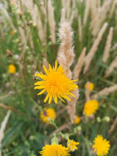 野生の草原とふわふわの草の背景に黄色い花