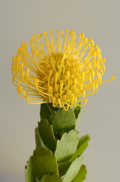 Yellow flower for background