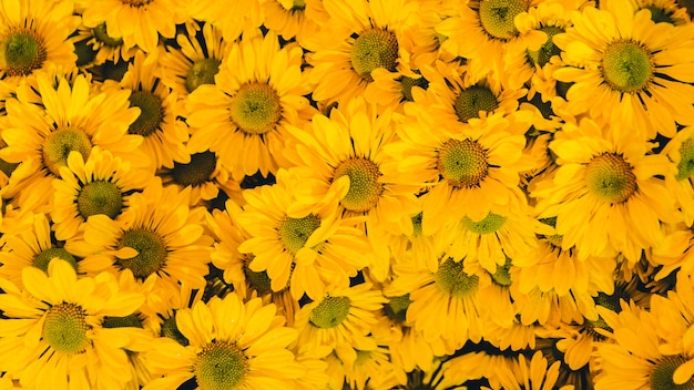 Yellow flower background.