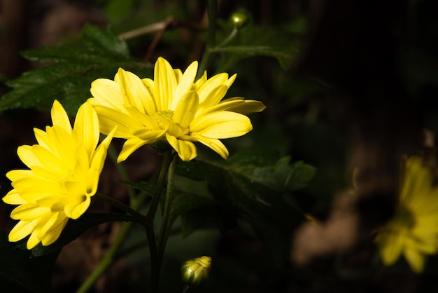 黄色の花マクロ レンズの選択と集中を通して見たミニ黄色の花の美しい詳細