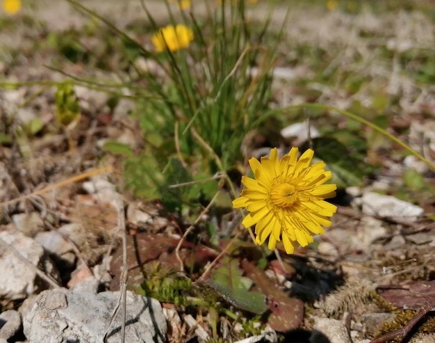 Yellow flower bloomed in spring meadow with green grass