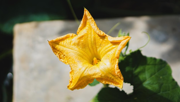 写真 カボチャの黄色い花が咲く