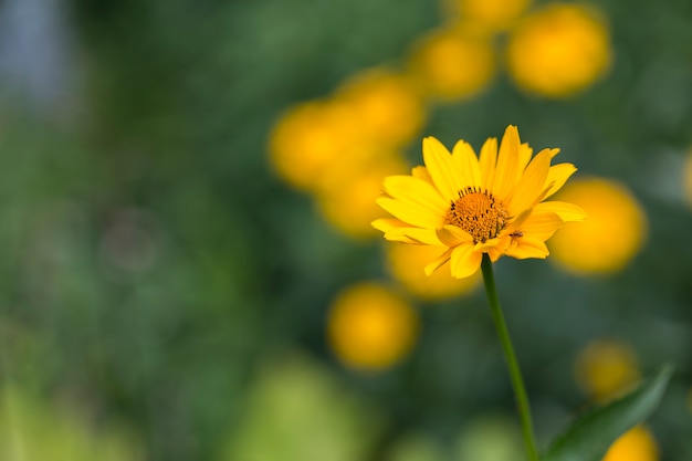 yellow flower blooms in the summer meadow