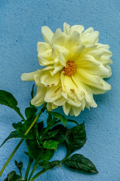 Yellow flower on blue wall