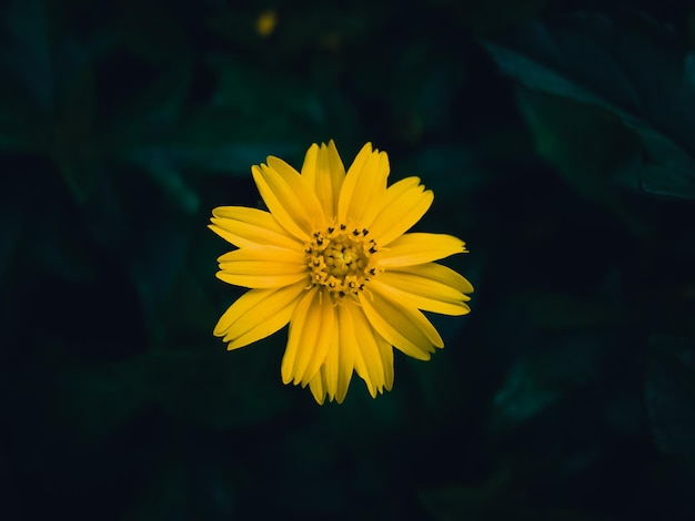 Foto fiore giallo e sfondo sfocato nel giardino verde e fresco