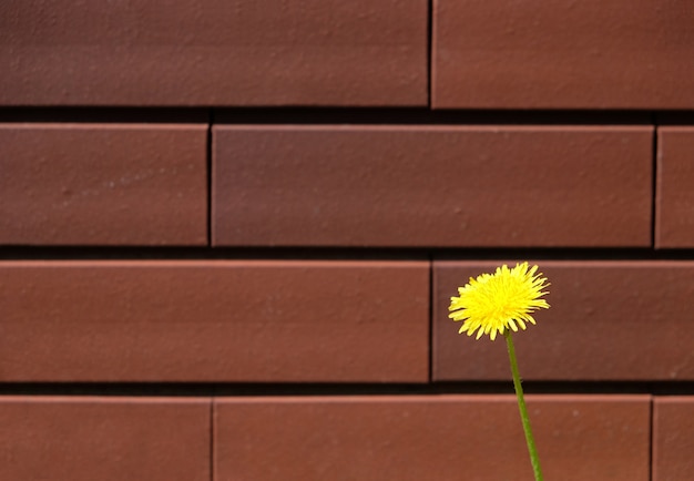 Photo yellow flower and brown bricks