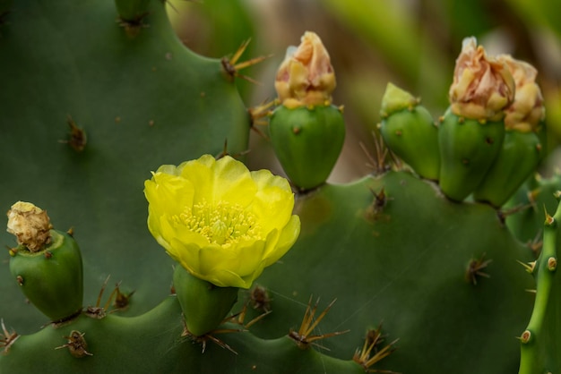 Yellow flower on cactus in sunny day