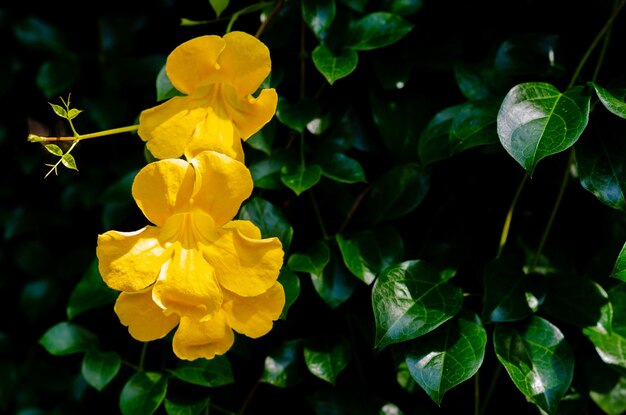Photo yellow flower of cats claw vine with green leaves background