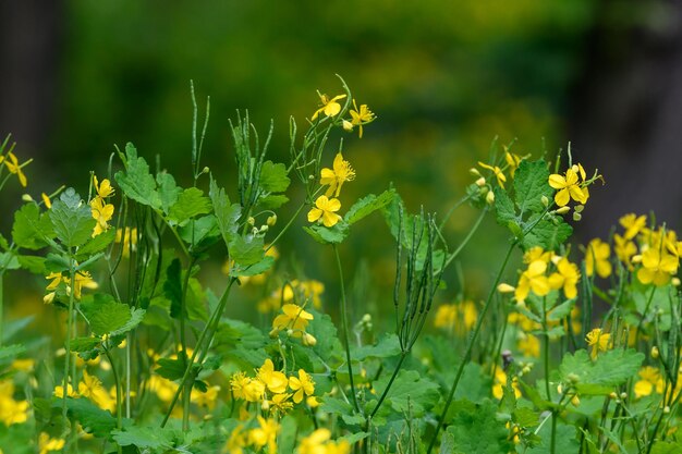 Yellow flower of chelidonium majus plant known as nipplewort swallowwort or tetterwort