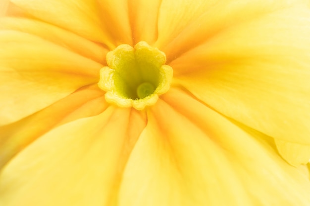 Желтый цветок крупным планом. Абстрактное фото цветка.