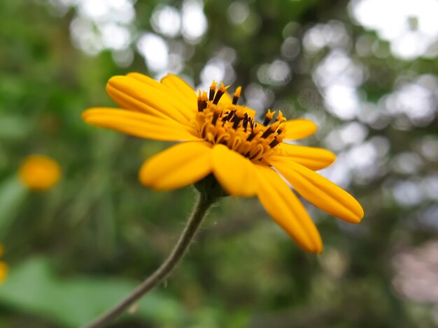 Photo yellow flower close up