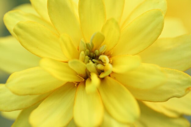 Yellow flower in close up