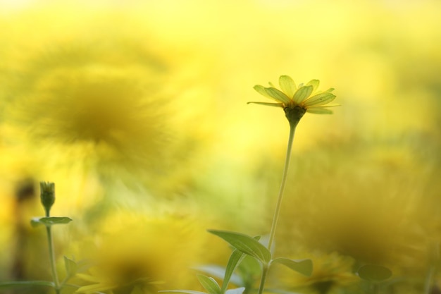 Yellow flower in close up