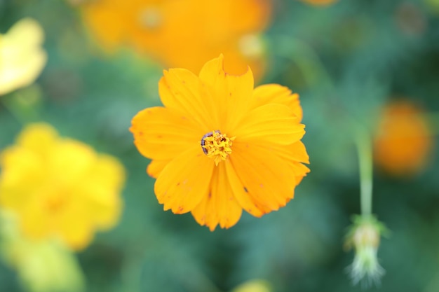 Yellow flower in close up