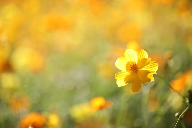 Yellow flower in close up