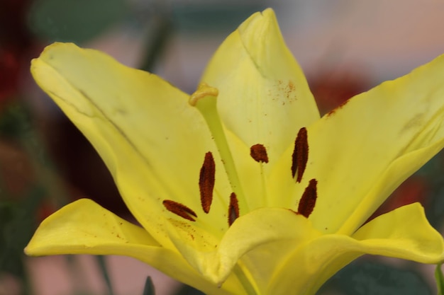 黄色の花がクローズアップ