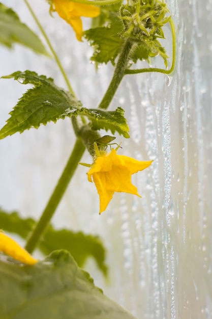 Photo yellow flower of a cucumber in greenhouse close up.