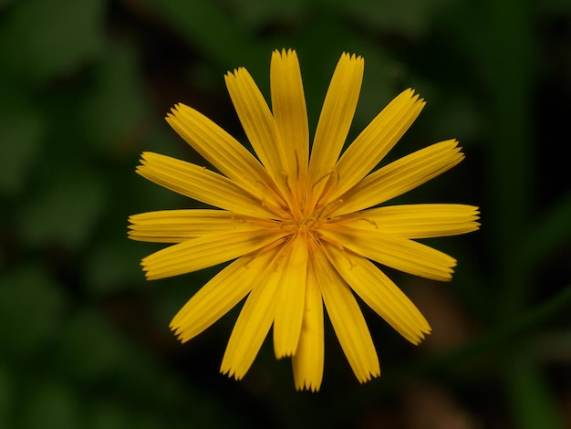 yellow flower of a dandelion